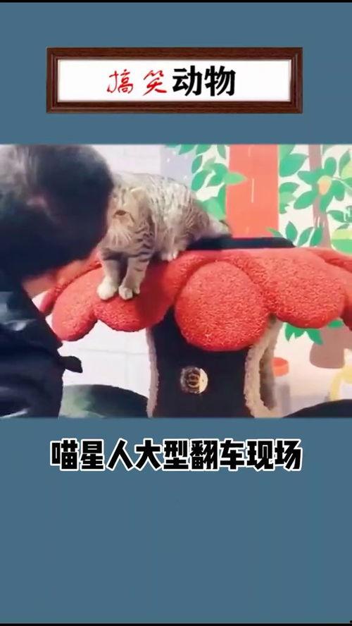 吃瓜翻车搞笑视频大全免费观看,笑料百出!免费观看吃瓜翻车搞笑视频大全 第1张 吃瓜翻车搞笑视频大全免费观看,笑料百出!免费观看吃瓜翻车搞笑视频大全 第1张