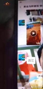 猪瘟最新爆料视频,揭秘病毒传播真相与防控措施 第1张 猪瘟最新爆料视频,揭秘病毒传播真相与防控措施 第1张