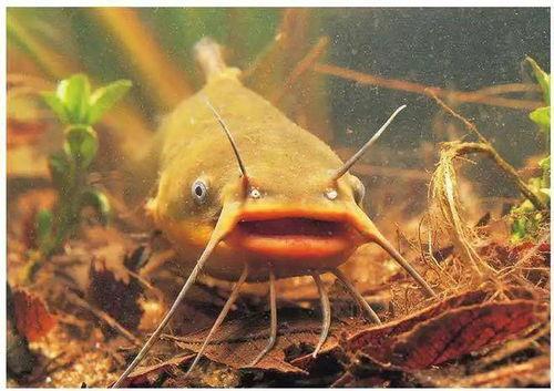 北极鲶鱼爆料博主视频,揭秘博主爆料视频背后的真相