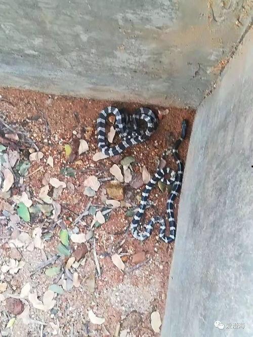 网友爆料出现大蟒蛇视频 第1张 网友爆料出现大蟒蛇视频 第1张